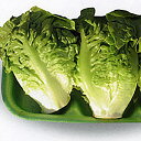 アベニール1号 lコート1000粒 レタス レタス