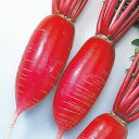 紅まさり 800粒 大根 ダイコン だいこん F1 中原採種場