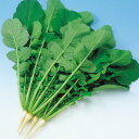 青緑 2dl 大根 ダイコン だいこん F1 中原採種場