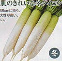 冬岬 1000粒 大根 ダイコン だいこん 渡辺交配