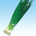 スーパー九条 2dl 葱 ネギ ねぎ F1 中原採種場