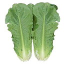 メルシー Lコート1000粒 レタス