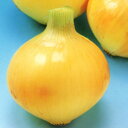 こはく2号 10g 玉ねぎ たまねぎ 玉葱 タマネギ 中原採種場