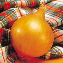 中生こがね 10g 玉ねぎ たまねぎ 玉葱 タマネギ F1 中原採種場