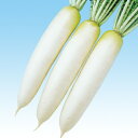 長型春づまり 800粒 大根 ダイコン だいこん F1 中原採種場