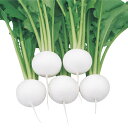 玉里 20ml かぶ カブ 蕪 武蔵野交配