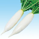 剣聖 1000粒 大根 ダイコン だいこん F1 中原採種場