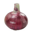 サニーレッド 20ml 玉ねぎ たまねぎ 玉葱 タマネギ