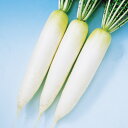 春いずみ 1000粒 大根 ダイコン だいこん F1 中原採種場