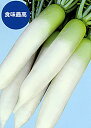 優等生 20ml 大根 ダイコン だいこん