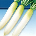 夏みどり8号 800粒 大根 ダイコン だいこん F1 中原採種場