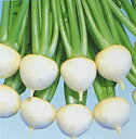 玉娘二号 20ml かぶ カブ 蕪 一代交配 横浜植木