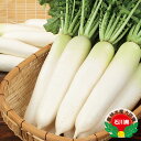 夏の守 大根 800粒 大根 ダイコン だいこん