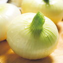 シャルム玉葱(しゃるむ) タキイ交配 20ml 玉ねぎ たまねぎ 玉葱 タマネギ