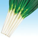 冬山一本太葱 20ml 葱 ネギ ねぎ F1 中原採種場