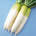 はるやま 800粒 大根 ダイコン だいこん F1 中原採種場