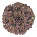 ユニーク2号 Lコート1000粒 レタス