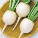 からみ 800粒 大根 ダイコン だいこん F1 中原採種場