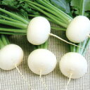 はくすい(小蕪) 20ml かぶ カブ 蕪 F1 中原採種場