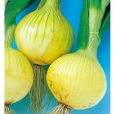 こはく 10g 玉ねぎ たまねぎ 玉葱 タマネギ 中原採種場