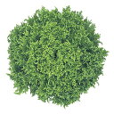 クランチ Lコート1000粒 レタス