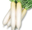 YR健勝2号(けんしょう) 1000詰 大根 ダイコン だいこん 宇治交配