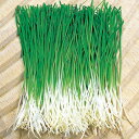 かおり芽ねぎ 1dl100ml 葱 ネギ ねぎ