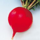 紅一点 800粒 大根 ダイコン だいこん F1 中原採種場