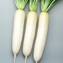 春こまち 1000粒 大根 ダイコン だいこん F1 中原採種場