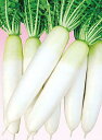 桜の砦 1000粒 大根 ダイコン だいこん