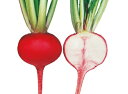 愛真紅1号(紅カブ) 20ml かぶ カブ 蕪 武蔵野交配