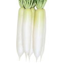 秋健大根 20ml 大根 ダイコン だいこん 山陽交配