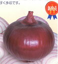 松島レッド 20ml 玉ねぎ たまねぎ 玉葱 タマネギ