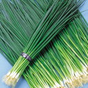 博多九条 2dl 葱 ネギ ねぎ 中原採種場