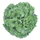 グリーンリーフ2号 Lコート1000粒 レタス◎