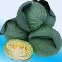 味珠 2000粒 キャベツ 渡辺交配