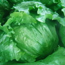 グリーンレーク2B61 コート5000粒 レタス