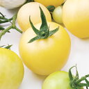 TYミディアイボリートマト 100粒 トマト とまと 蕃茄 F1 中原採種場