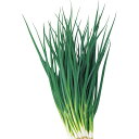 一光 1dl 葱 ネギ ねぎ