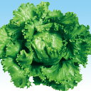 ママレタス 20ml レタス 中原採種場