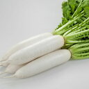 湘白　PVP 1dl 大根 ダイコン だいこん 神奈川県育成 横浜植木