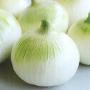 極早生そだちFA(新発売) 20ml詰 玉ねぎ たまねぎ 玉葱 タマネギ 宇治交配