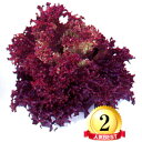 レッドリーフレタス　L-112 千粒(コートL) レタス 中原採種場