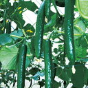 実多86 100粒 胡瓜 キュウリ きゅうり