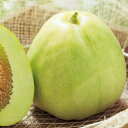 みずほニューメロン 20ml袋 めろん メロン 舐瓜