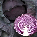 ネオルビーSP 2000粒 キャベツ