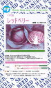 レッドベリー甘藍(旧:レッド試交1号) 2000粒 キャベツ 甘藍 かんらん カンラン