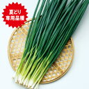 ブラックスター 2dl 葱 ネギ ねぎ F1 中原採種場