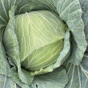 冬のサトウくん コート1000粒 キャベツ
