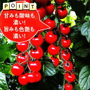 アイラ 100粒 トマト とまと 蕃茄 武蔵野交配